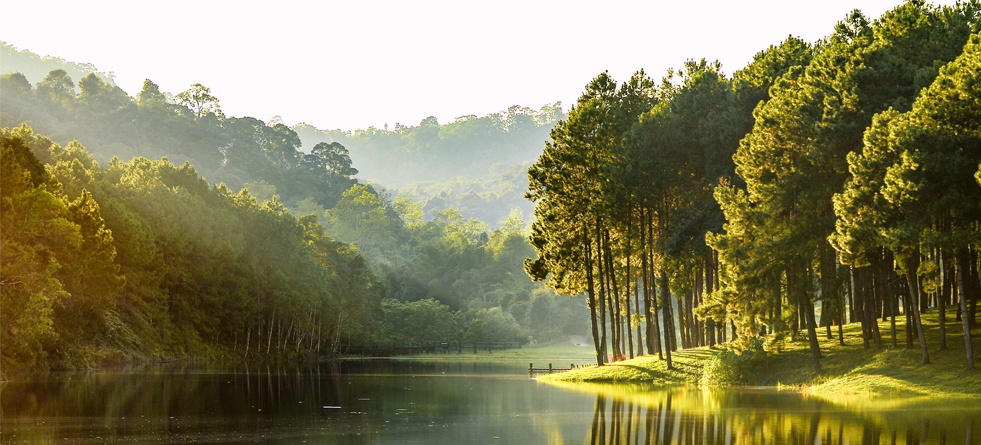 Sustainability-Forest